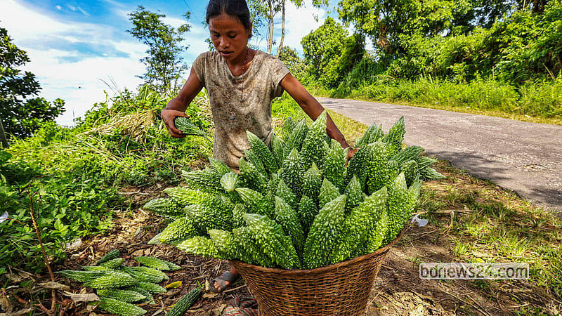An Mro woman brings bitter gourds harvested from the hills of Chimbuk in Bandarban district and places them beside the road. Photo: Md Fakrul Islam