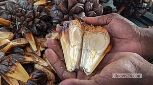 Sundarbans’ wild fruit finds a market in Dhaka