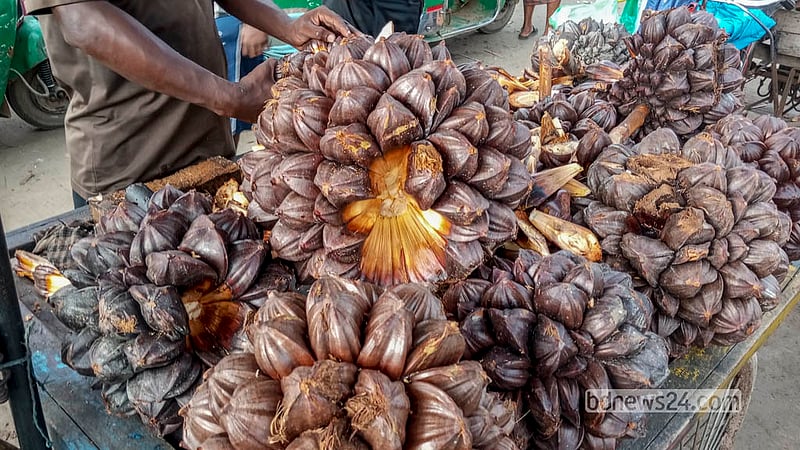 Each bunch contains 50 to 80 golpata fruits, depending on its size. Retailer Badal Mia buys each bunch for Tk 200. Photo: Abdullah Al Momin