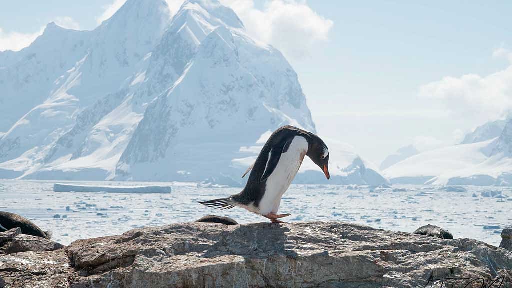 Scientists identify new gentoo penguin species for first time in over a century