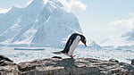 New penguin species identified after 100 years