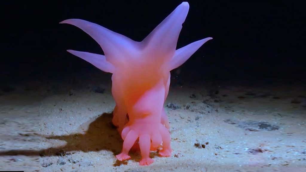 Scientists uncover ‘Barbie Pig’ and other creatures in new documentary