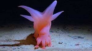 ‘Barbie Pig’ reveals the hidden world of Pacific seabed