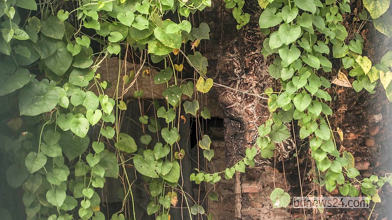 With little care from the authorities, vegetation has engulfed the entrance arch of Jinjira Palace in Keraniganj’s Hawli. Photo: Abdullah Al Momin