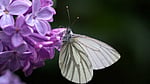 Butterfly wings may trick predators with optical illusions