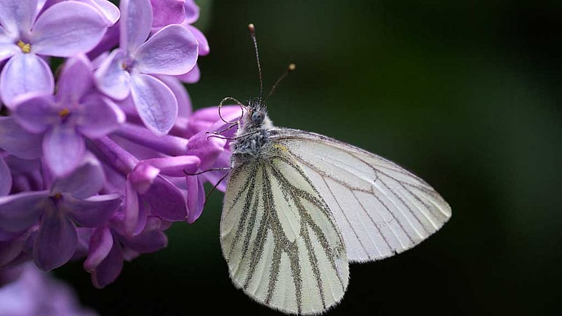 Butterfly wings may trick predators with optical illusions