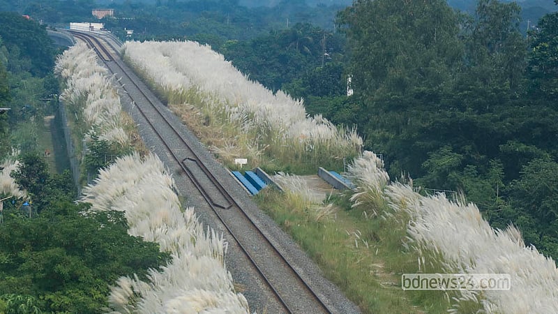 Pristine catkin blossoms line the railway tracks, painting a serene scene across stretches of Sirajdikhan Upazila in Munshiganj. Photo: Abdullah Al Momin