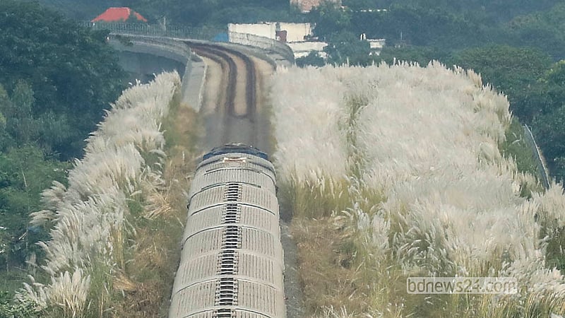 A train surges through thick rows of catkins standing tall along either side of the tracks in Sirajdikhan Upazila’s Kuchiamora on Sunday, Oct 05, 2026. Photo: Abdullah Al Momin