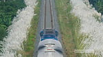 Autumn's white bloom lines the railway