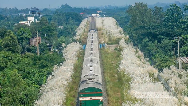 A train surges through thick rows of catkins standing tall along either side of the tracks in Sirajdikhan Upazila’s Kuchiamora on Sunday, Oct 05, 2026. Photo: Abdullah Al Momin