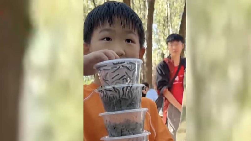 Beijing park's caterpillar hunt targets 'forest food monster'
