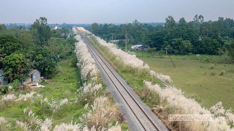 White catkin flowers bloom on both sides of the railway line near Kuchiamora in Munshiganj's Sirajdikhan. Photo: Abdullah Al Momin