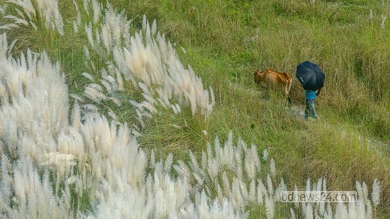 A cowherd guides his cattle home beside the catkin-lined railway track in Sirajdikhan Upazila. Photo: Abdullah Al Momin