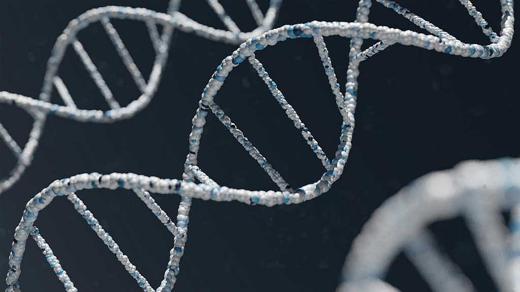 Brain gene BC200 retains unusual ability to move through the genome, study shows
