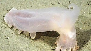57 new deep-sea species found off Argentina