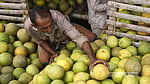 Native fruits fill Dhaka’s markets