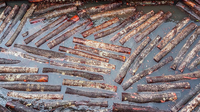 Mahogany logs brought by river from Barishal are unloaded at Farashganj Ghat in Old Dhaka.  Photo: Abdullah Al Momin