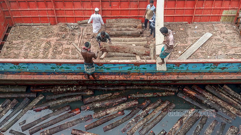 Mahogany logs brought by river from Barishal are unloaded at Farashganj Ghat in Old Dhaka.  Photo: Abdullah Al Momin