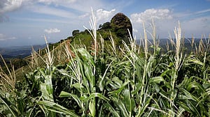 El Niño set to intensify, last into 2027: WMO