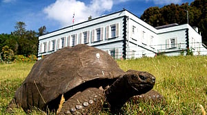 194-year-old tortoise may hold clues to longer life