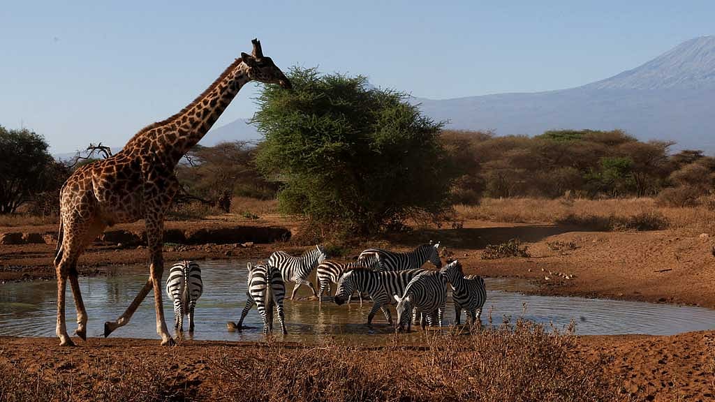 Populations of wild species fell by an average of 73% from 1970 to 2022, WWF says
