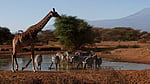 Wild species populations fell by 73% in 52 years: WWF