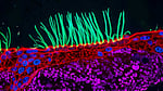 AI controversy hits Nikon microphotography contest