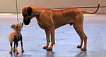 Large dogs age faster at molecular level: study