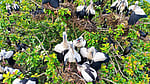 Hundreds of Asian openbills nest in Sirajganj village