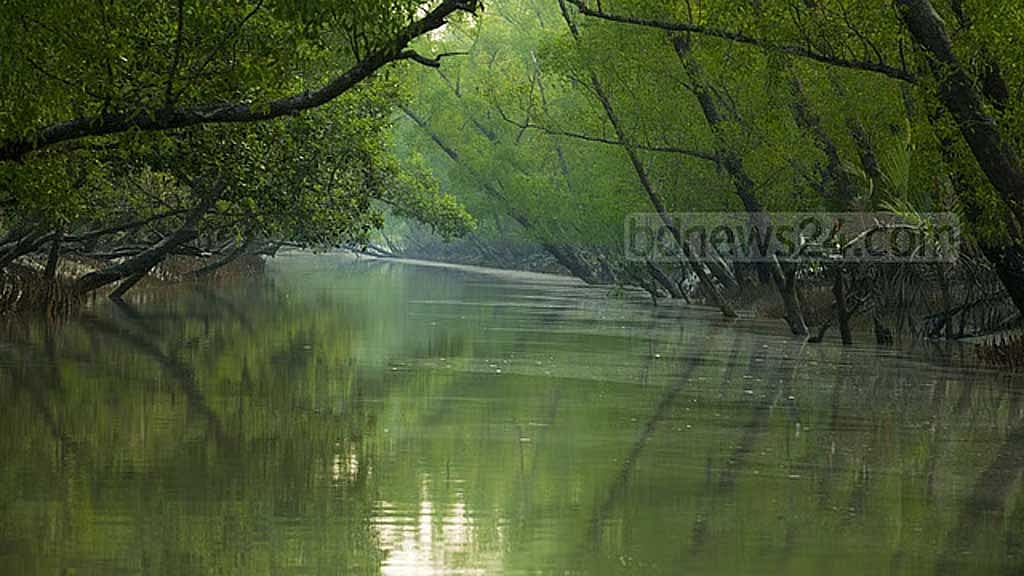 Sundarbans sees fewer seedlings survive as Gewa, Kankra spread