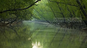 Sundarbans sapling survival plunges as forest shifts