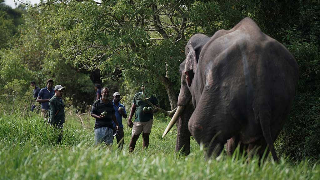 In Sri Lanka, human-elephant conflict takes deadly toll