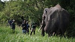 Human-elephant conflict takes deadly toll in Sri Lanka