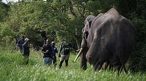 Human-elephant conflict takes deadly toll in Sri Lanka