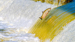 Salmon gets a poultry-fed makeover: FT