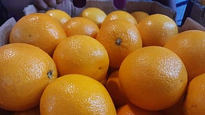 Orange prices plunge as supplies rebound
