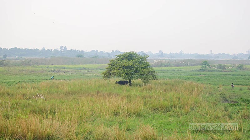 Cattle rest in the shade of a jujube tree amid wetlands at Mollarhat in Dhaka's South Keraniganj in the midday heat. Photo: Abdullah Al Momin