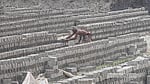 Brick kilns spring back to life