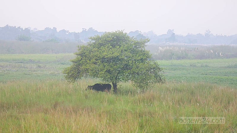 Cattle rest in the shade of a jujube tree amid wetlands at Mollarhat in Dhaka's South Keraniganj in the midday heat. Photo: Abdullah Al Momin