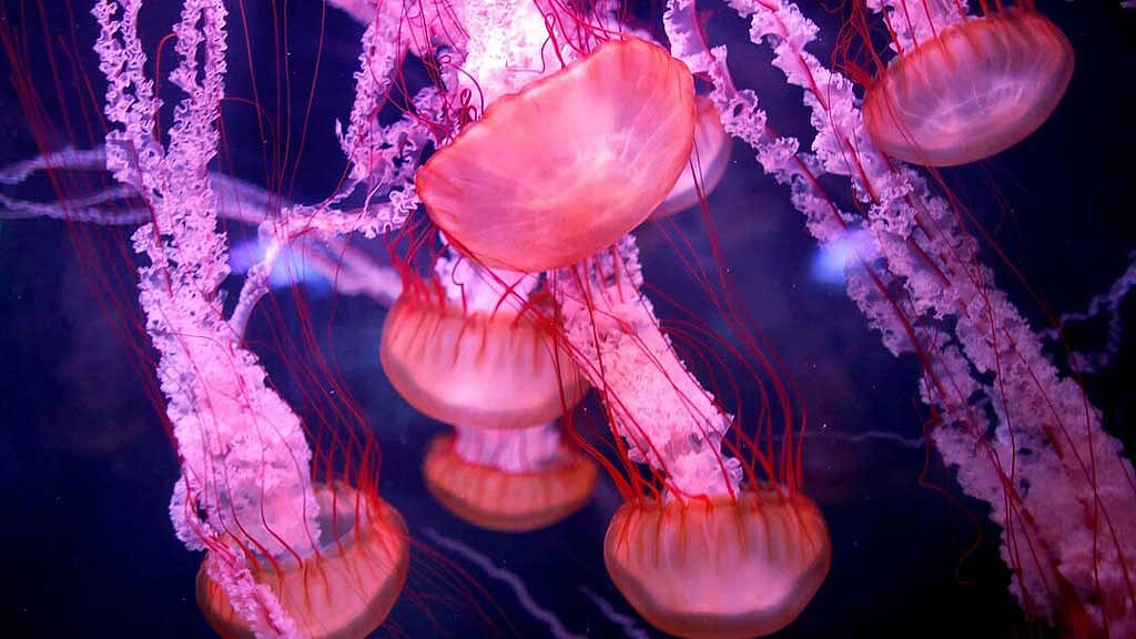 Scientists studying age-defying jellyfish say its DNA repair tricks could transform medicine