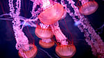 ‘Immortal’ jellyfish gets scientists rethinking old age