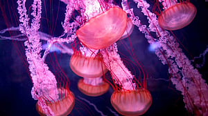 ‘Immortal’ jellyfish gets scientists rethinking old age