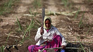 The womb tax: India’s cane cutters pay with their bodies
