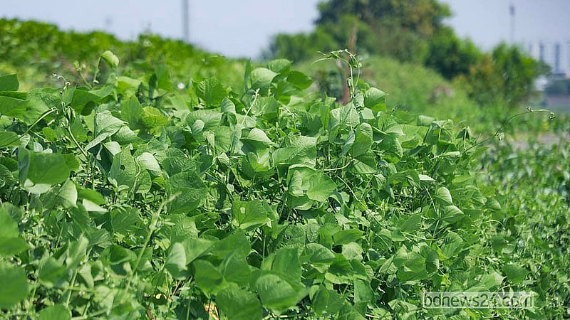 Hyacinth beans grow on the Matuail landfill, prompting questions about the safety of vegetables cultivated on the waste site. Photo: Abdullah Al Momin