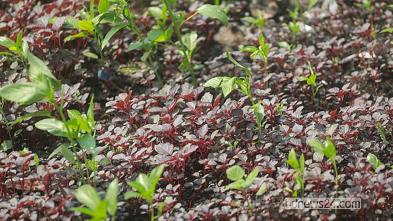Red amaranth grows on the Matuail landfill. The greens are sold in local markets for Tk 10 a bundle. Photo: Abdullah Al Momin