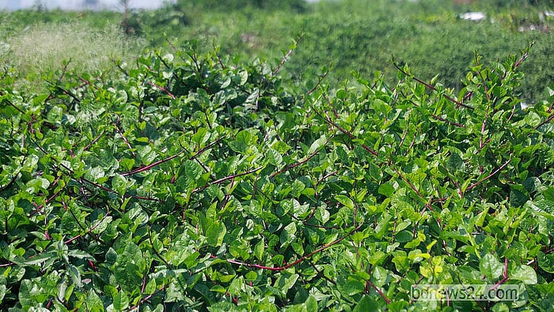 Malabar spinach is cultivated at the Matuail landfill in Jatrabari, Dhaka. Photo: Abdullah Al Momin