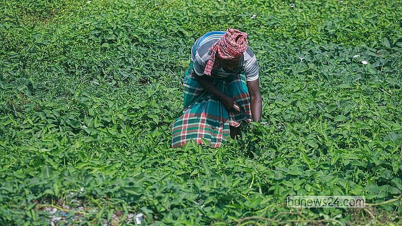 A grower tends water spinach cultivated on a mound of rubbish at the Matuail landfill. Photo: Abdullah Al Momin