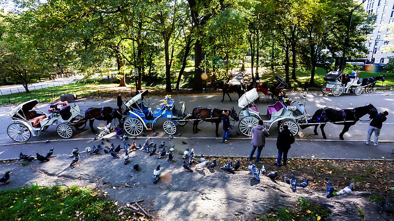 NYC bans horse-drawn carriages from June 2028