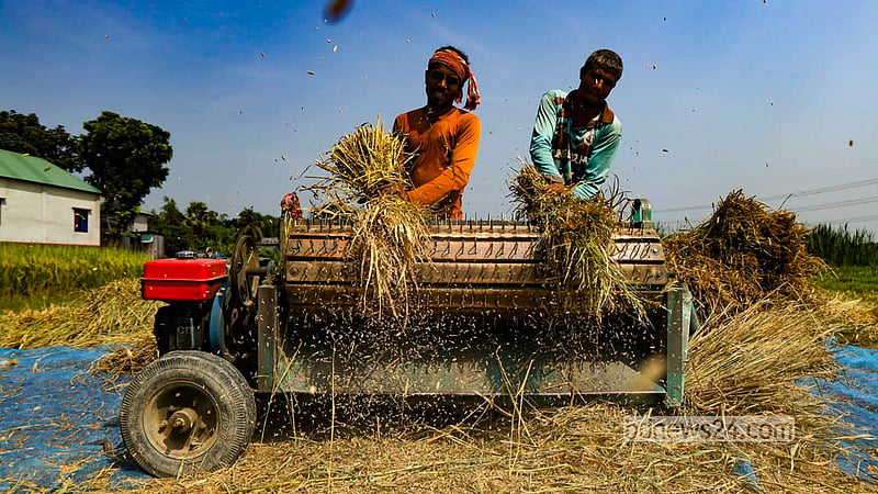 Farmers thresh the freshly harvested BRRI Dhan-49 paddy, separating the grains from the stalks in Manikganj’s Singair Upazila. Photo: Shamsul Haque Ripon