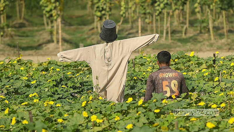 A farmer tends a ridge gourd field in Manikganj's Singair on Saturday, Oct 24, 2026. A scarecrow stands nearby to keep birds away from the crops. Photo: Shamsul Haque Ripon